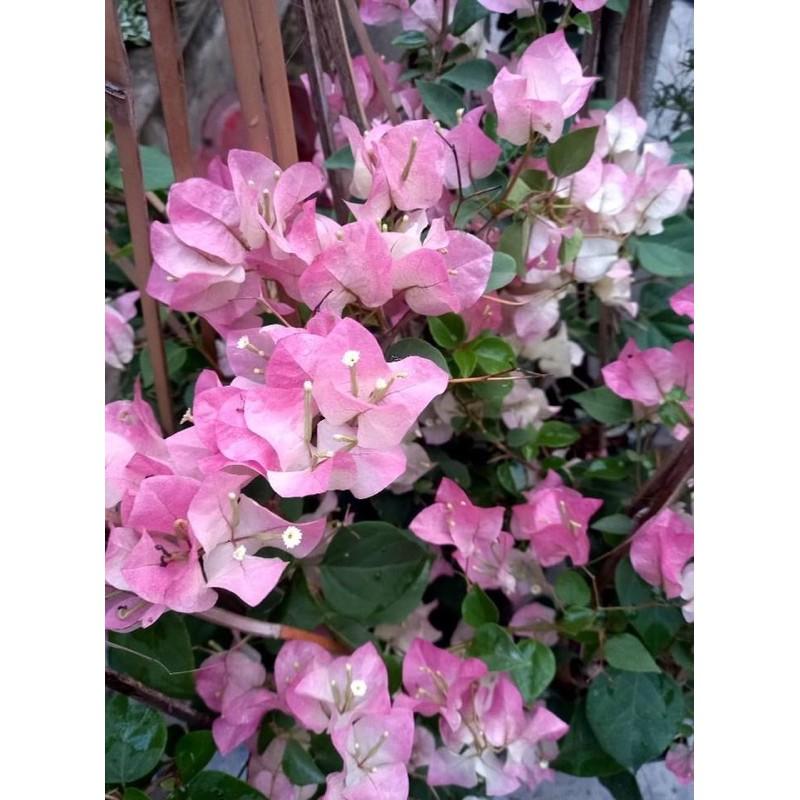 HOA GIẤY PHỚT HỒNG CÂY SẴN HOA