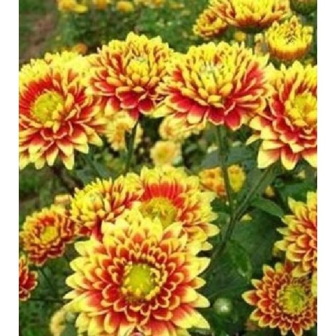 Hạt giống hoa Vạn Thọ lửa- gói 50 hạt