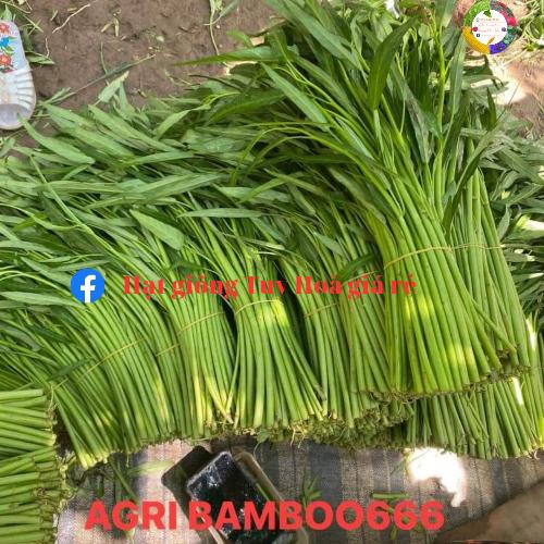 Hạt giống rau muống lá tre agri bamboo 666  siêu ngọn gói 1kg