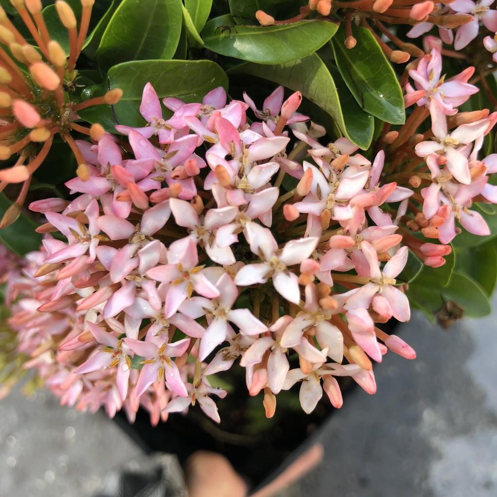 Cây hoa mẫu đơn siêu hoa đủ màu, chiều cao 35cm hoa nở sặc sỡ, cây thích hợp trang trí hàng rào, sân vườn