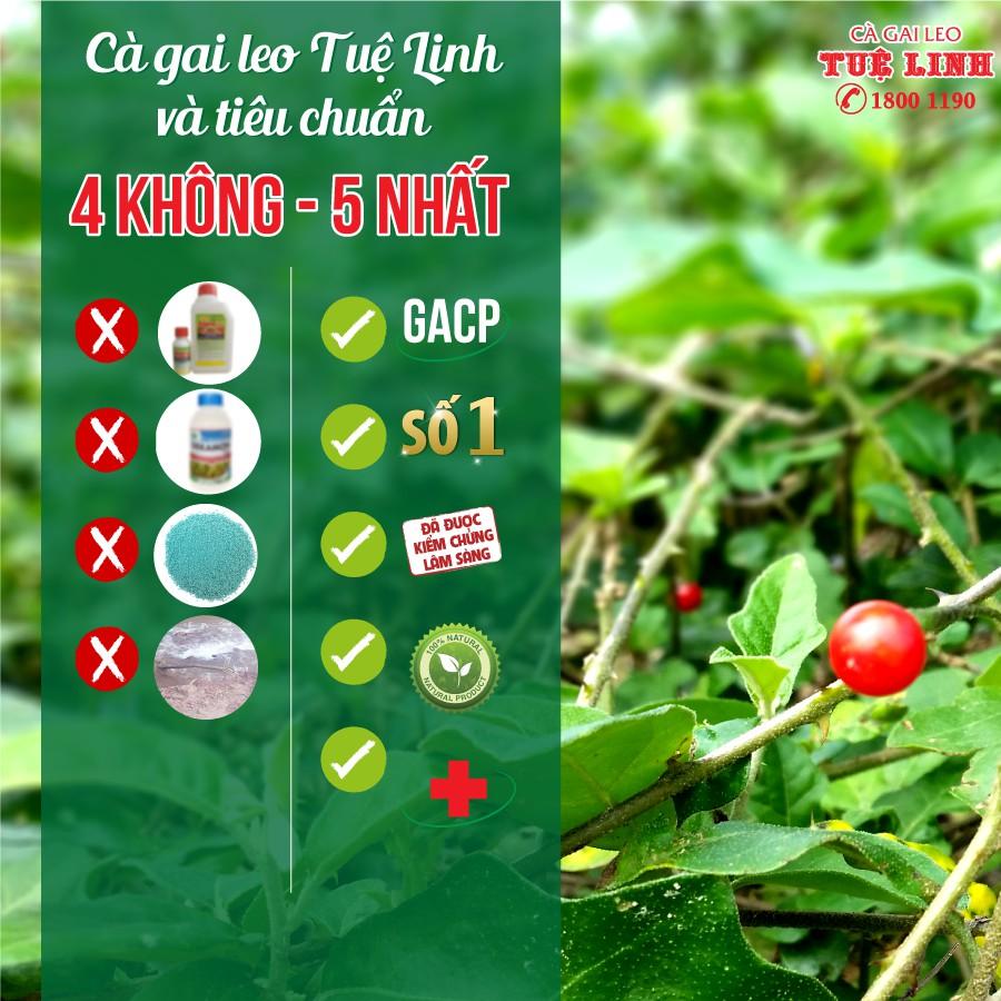 CÀ GAI LEO TUỆ LINH (60 VIÊN)