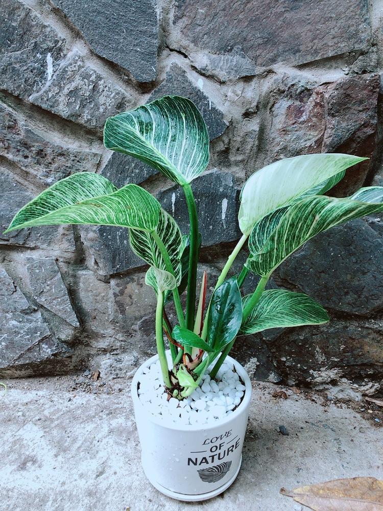 Chậu Cây Trầu Bà Hoàng Kim