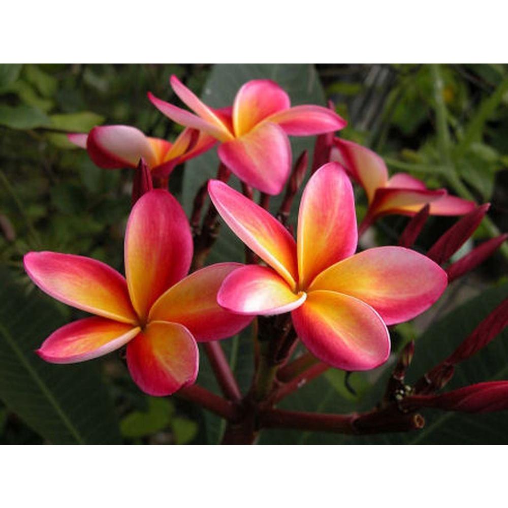 HOA ĐẠI ĐỎ - CÂY GIỐNG