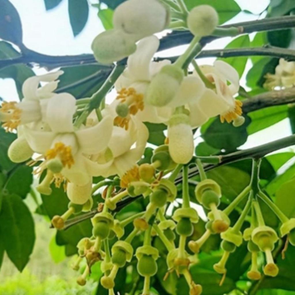 Phân bón siêu ra hoa đậu quả giúp tăng khả năng thụ phấn, ra hoa đều đẹp, cứng cây, to củ cho mọi cây trồng