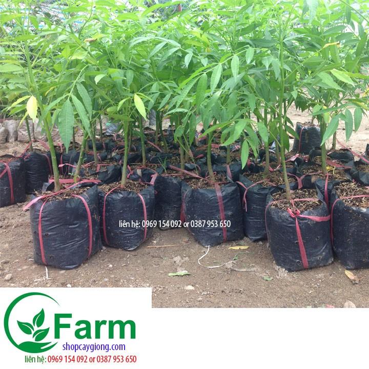 Cây cóc thái cây đẹp chuẩn giống