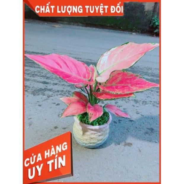 Chậu Vạn Lộc Hồng