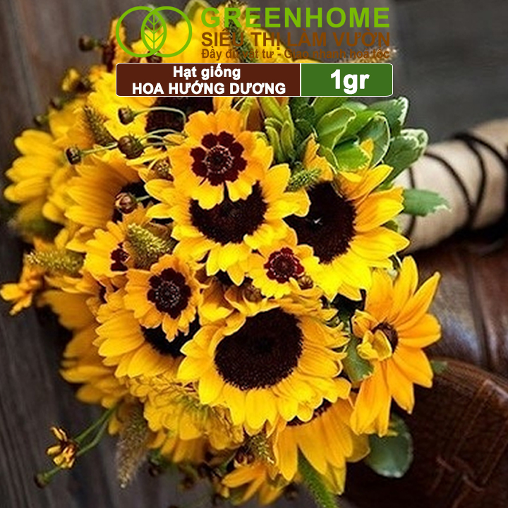 Hạt Giống Hoa Hướng Dương Greenhome, Gói 2gr, Sai Hoa, Màu Rực Rỡ, Dễ Trồng, Nảy Mầm Cao H03