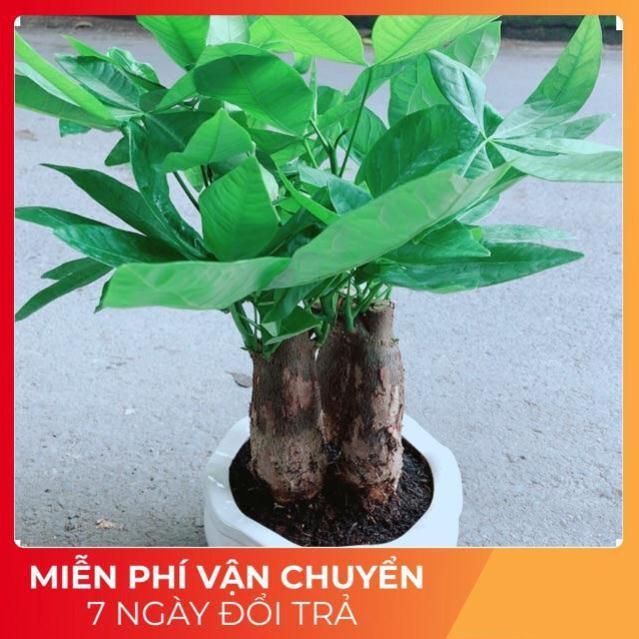 Kim Ngân 3 Thân Kèm Chậu Sứ Tròn