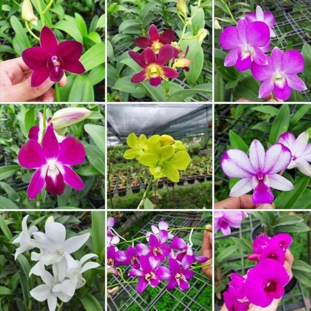 LAN DENRO NẮNG - CÂY GIỐNG