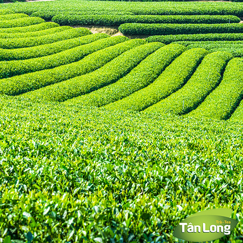 Trà Xanh Cầu Đất Farm - Bao Thiếc 125gr