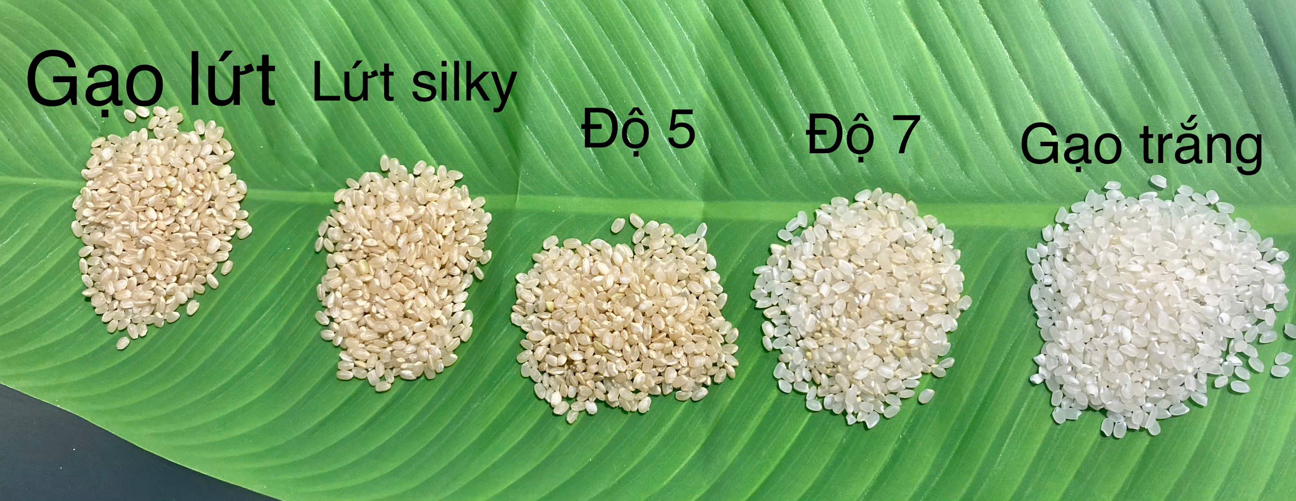GẠO GIỐNG NHẬT MANPUKU MARU - GẠO TRẮNG - GẠO XÁT DỐI- 2KG