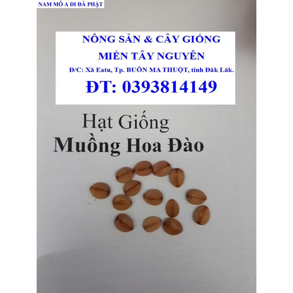 1 KG HẠT GIỐNG MUỒNG HOA ĐÀO
