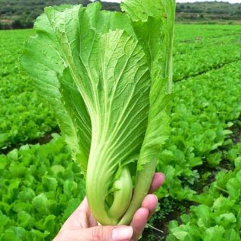 Hạt giống rau Cải Bẹ Muối Dưa