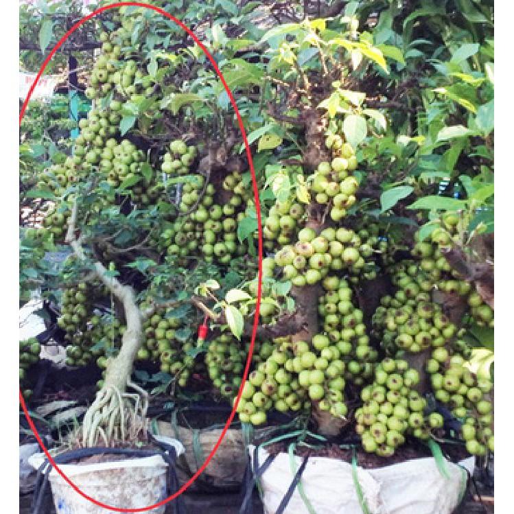 Hạt giống sung bonsai - 10 hạt/gói