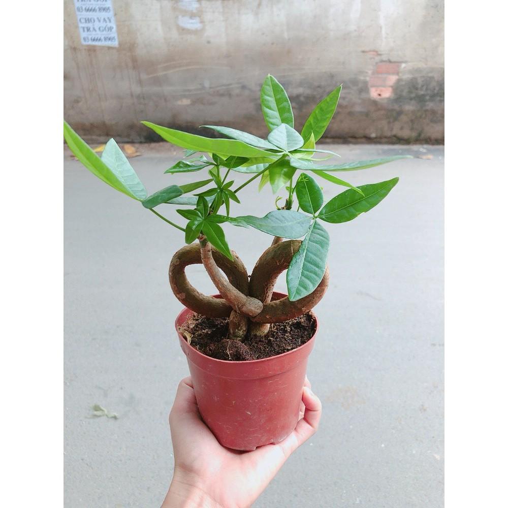 Chậu kim ngân nơ