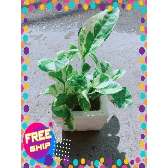 Chậu Trầu Bà Sữa