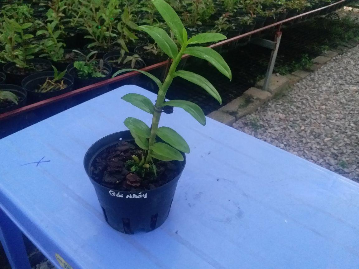 CHẬU HOA LAN PHI ĐIỆP 5CT GÁI NHẢY THÂN THỦ QUA ĐẸP cây cực đẹp
