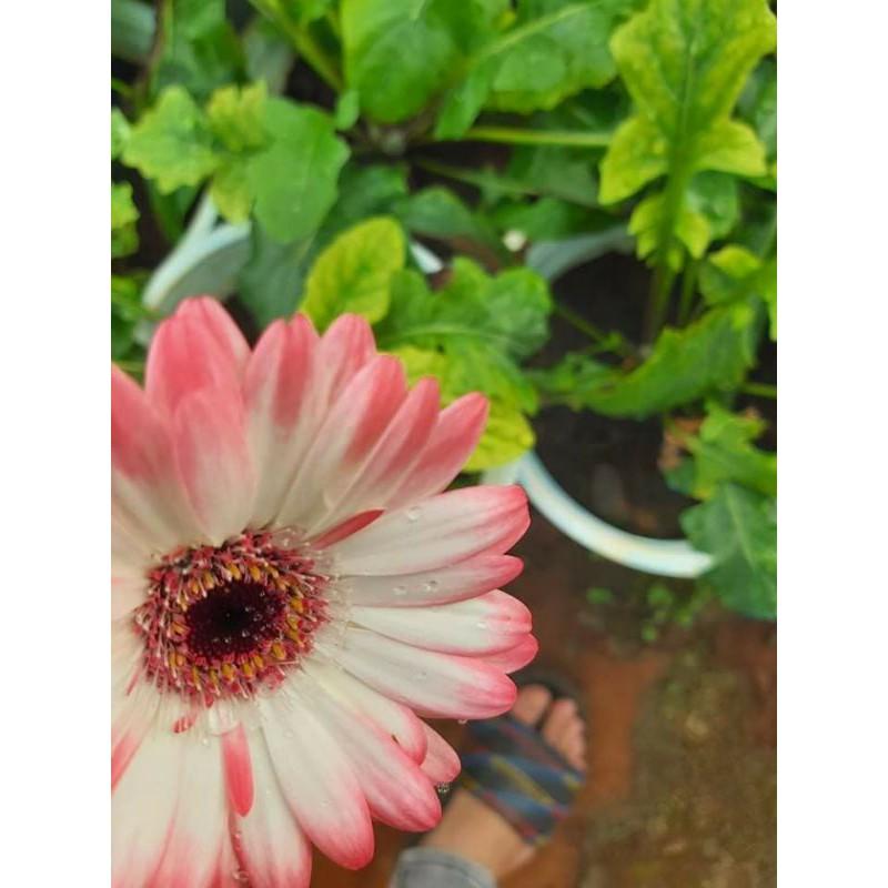 Hoa đồng tiền nguyên chậu đủ màu