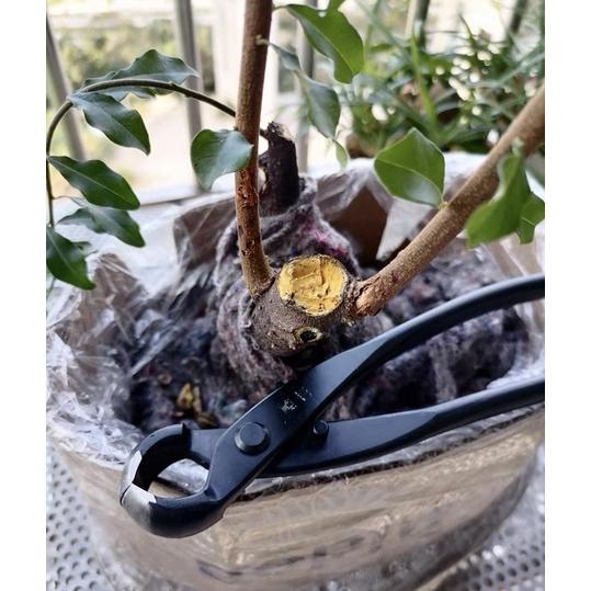 Combo 2 Kìm Cạp Bonsai - Kìm Cạp Tròn + Xéo - Hàng Chính Hãng MSTWA Nhập Khẩu