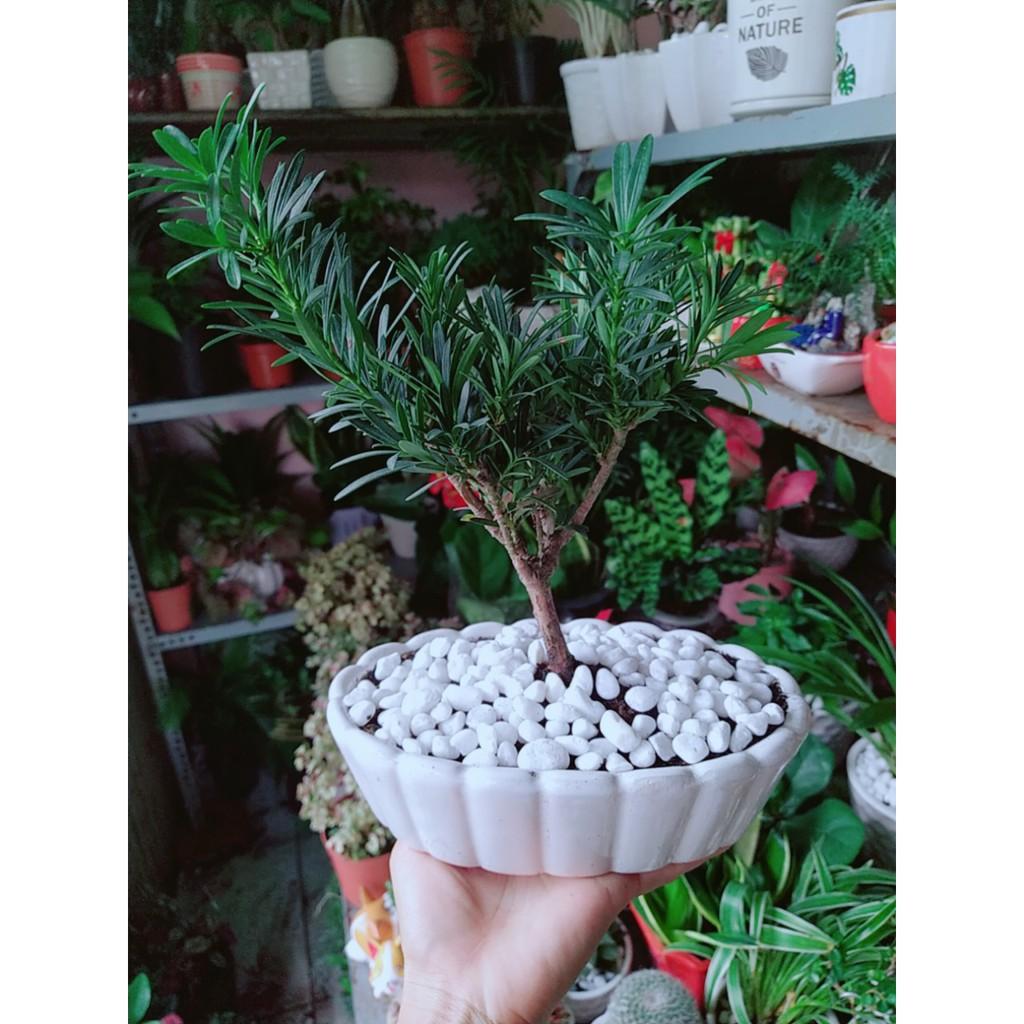 Chậu Tùng Vạn Niên Bonsai