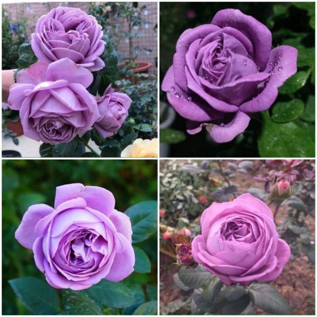 Hoa hồng tím Kinda Blue thân bụi, bền bông, siêng hoa- bầu to lớn, cây trưởng thành