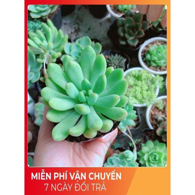 Combo 10 cây sen đá