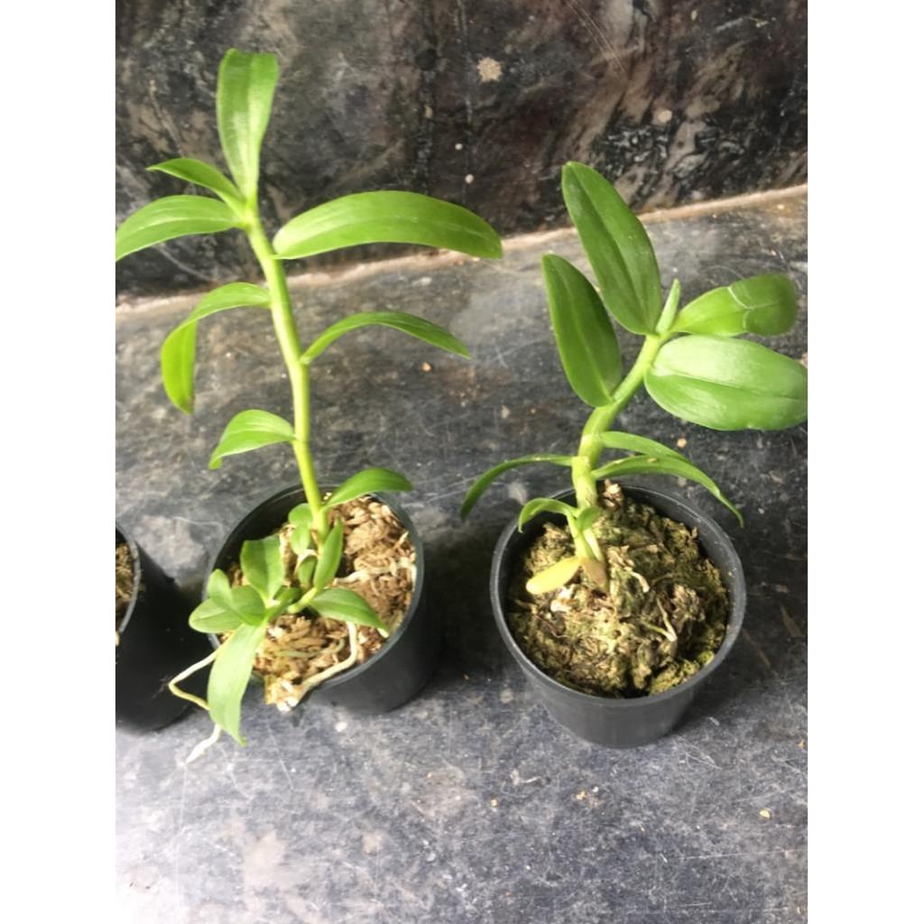 Phi điệp gái nhảy