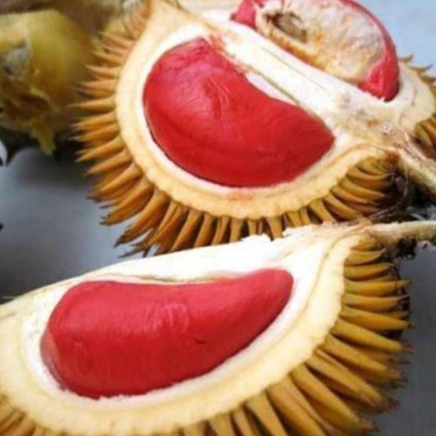 Cây sầu riêng ruột đỏ