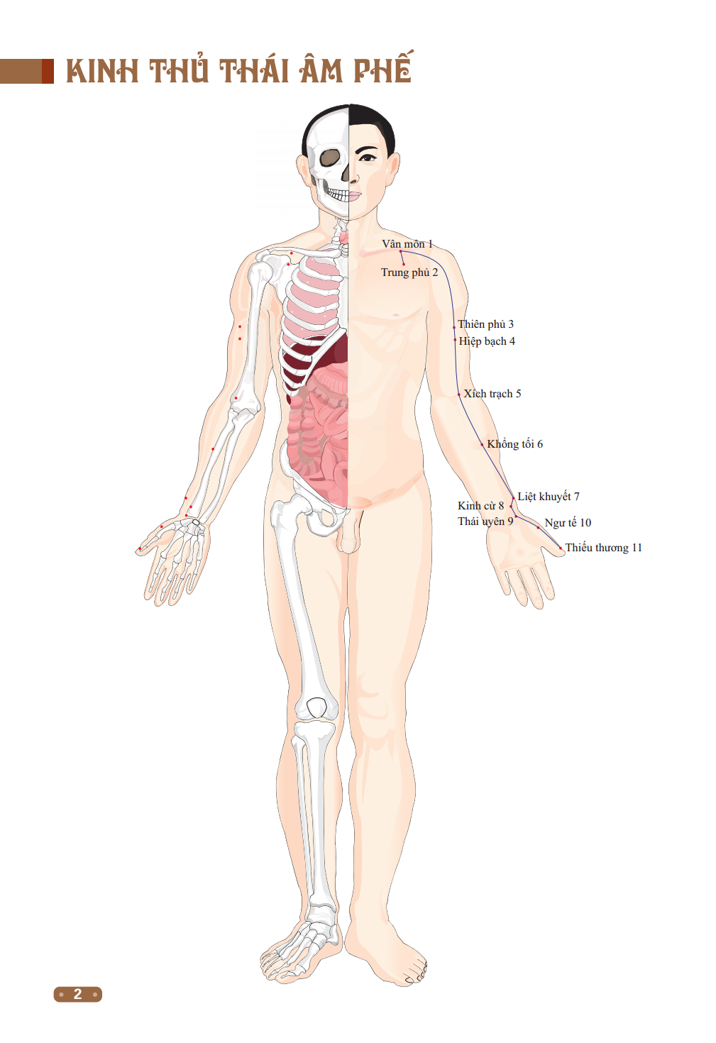 Đồ Giải Kinh Lạc Huyệt Vị Cơ Thể