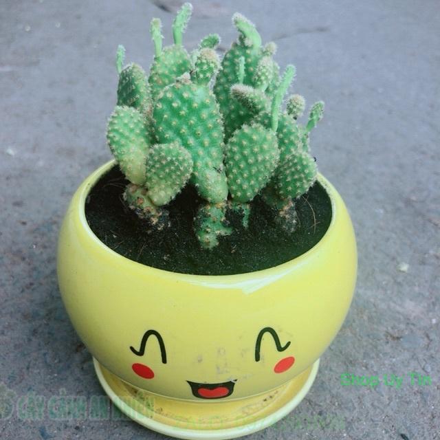 Chậu Xương Rồng Tai Thỏ