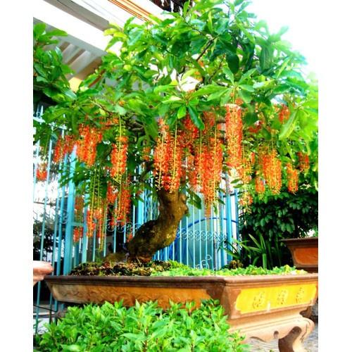 CÂY GIỐNG CÂY LỘC VỪNG