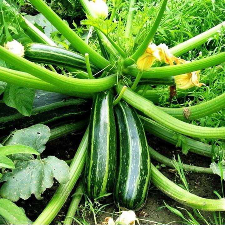 Hạt Giống Bí Ngồi Xanh Cao Sản, Rau Củ Qủa Trồng Ban Công Gói 2G - Khu Vườn Ban Công