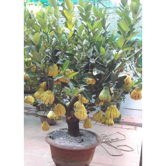 Cây giống phật thủ siêu trái