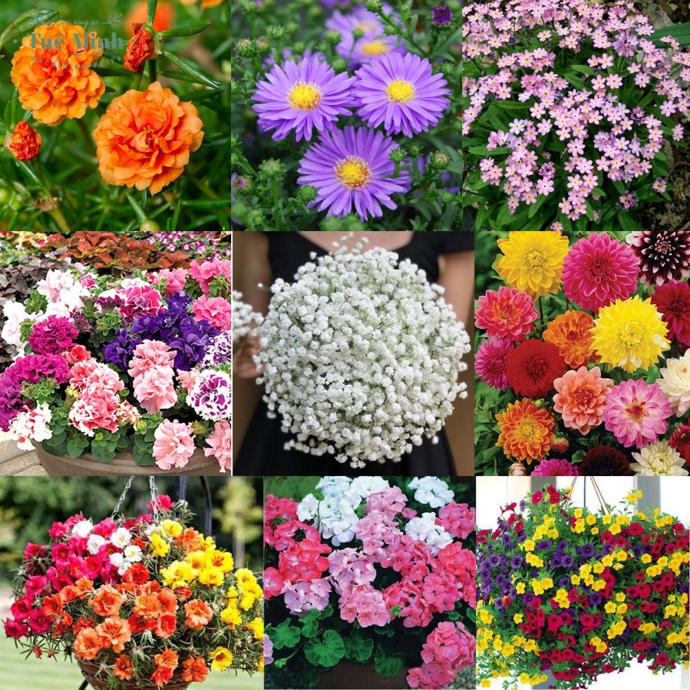 1000 Hạt Giống Hoa Các Loại ĐỒNG GIÁ - NGUYÊN GÓI - TỶ LỆ NẢY MẦM CAO