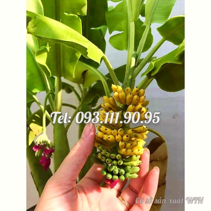 Hạt giống cây chuối Mini siêu trái - Hạt giống cây chuối cảnh Mini - Trồng được trong nhà và ngoài trời - Bịch 10 hạt - Mã số 1236