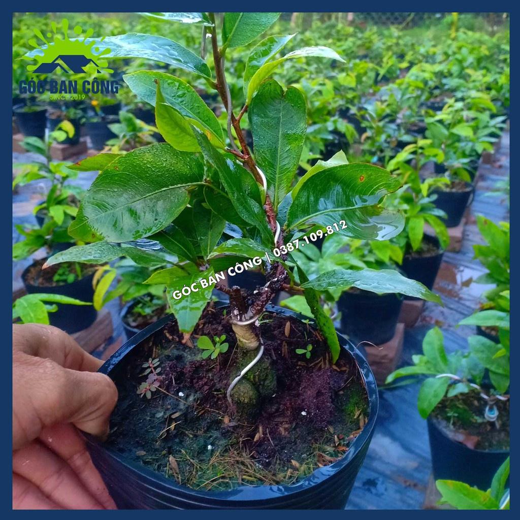 Cây Mai Vàng Bonsai Mini