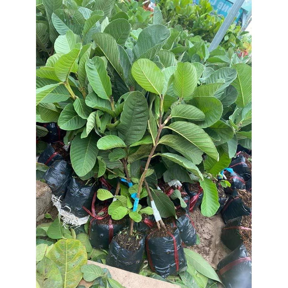 Ổi Ruby ruột đỏ - ổi dưa hấu không hạt ra quả siêu sớm