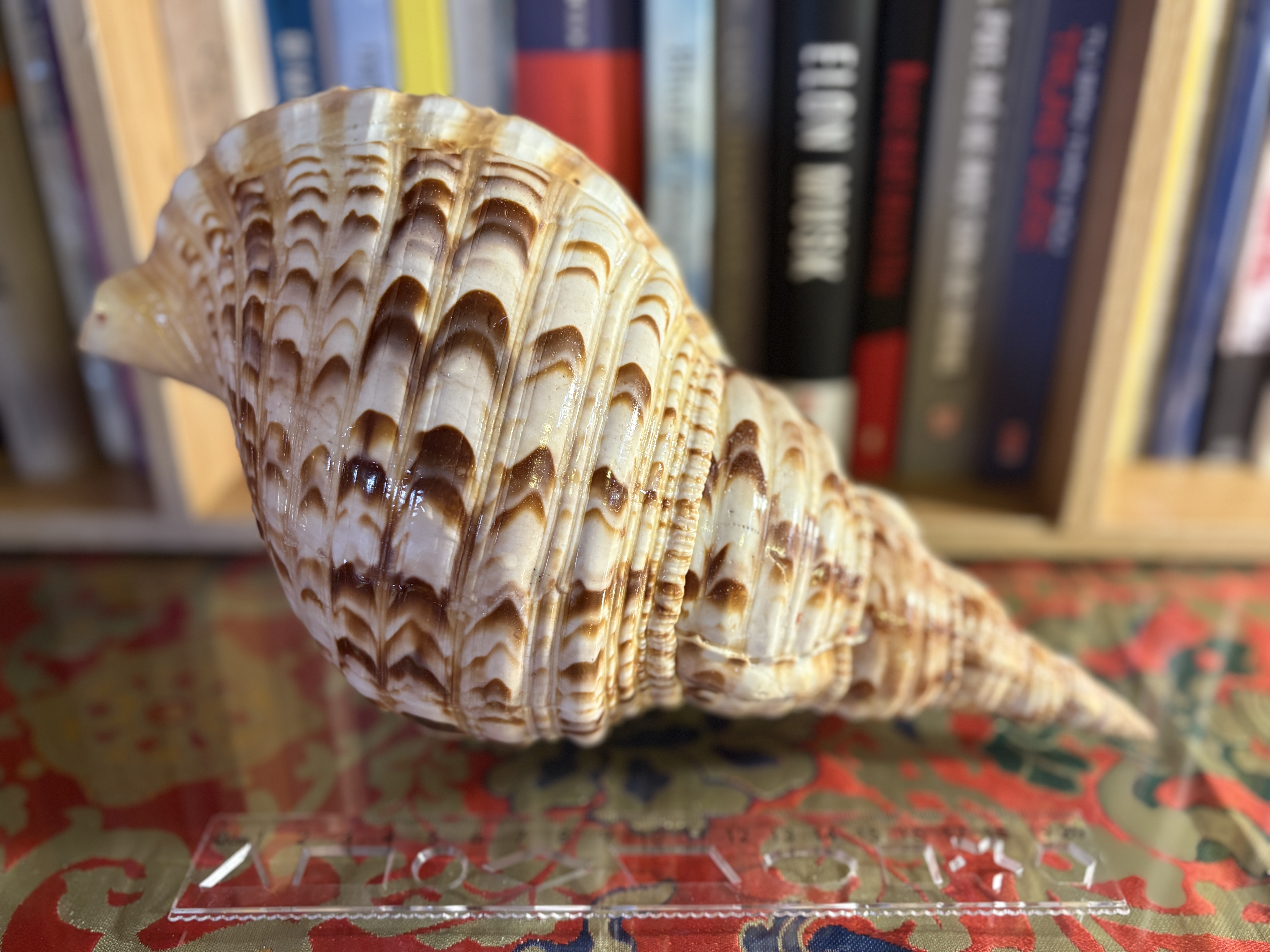 Vỏ ốc Hoàng Hậu