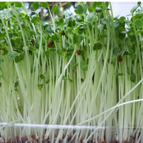 Hạt giống Mầm củ cải trắng – Gói 50g