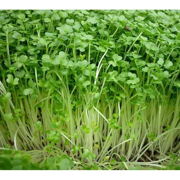Hạt Giống Rau Mầm Cải Ngọt - Ngon Giòn - Gói 50Gr