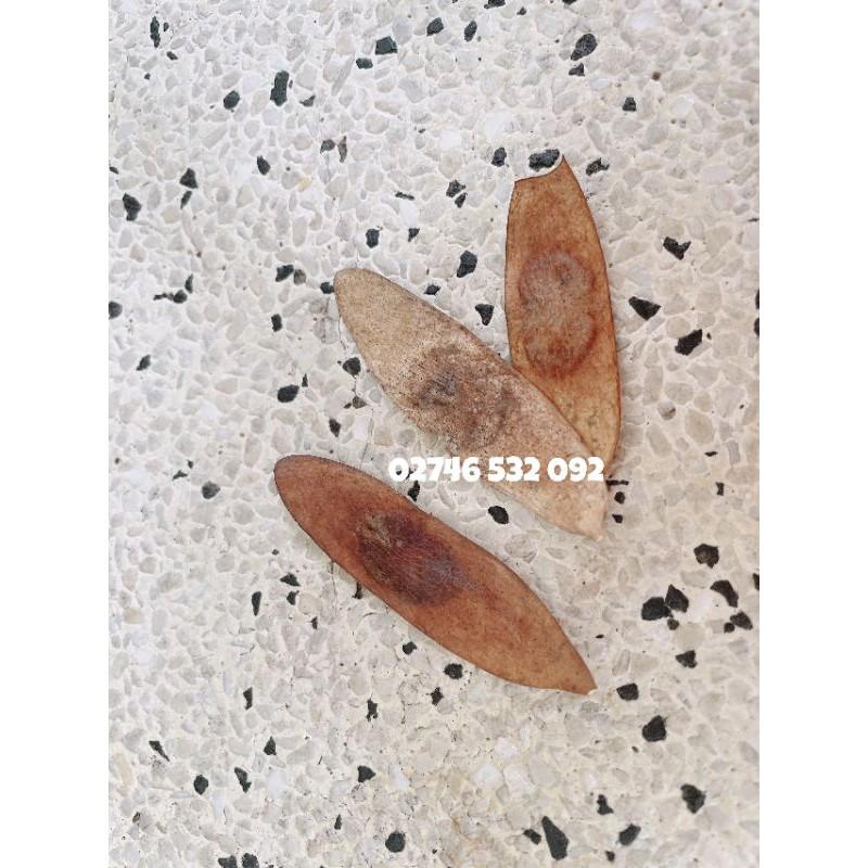 HẠT GIỐNG GỖ SƯA ĐỎ QUÝ
