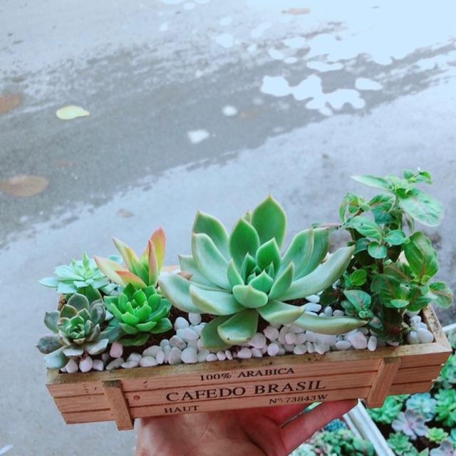 Chậu Sen Đá-Cẩm Nhung