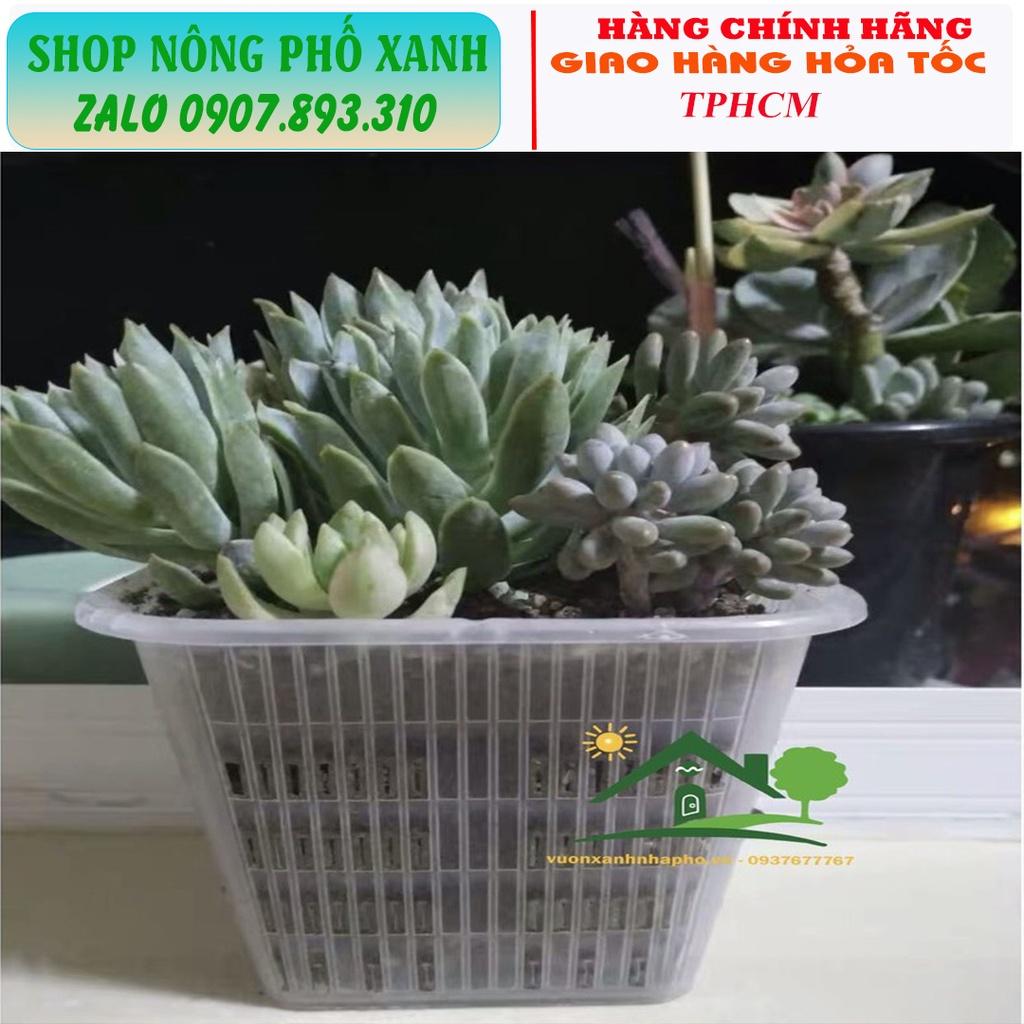 Chậu trồng thủy canh, trồng lan, phôi bonsai thoát nước tốt thông thoáng nhiều size