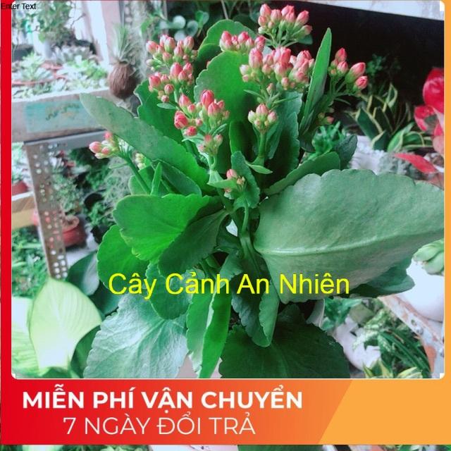 Chậu Cây Sống Đời