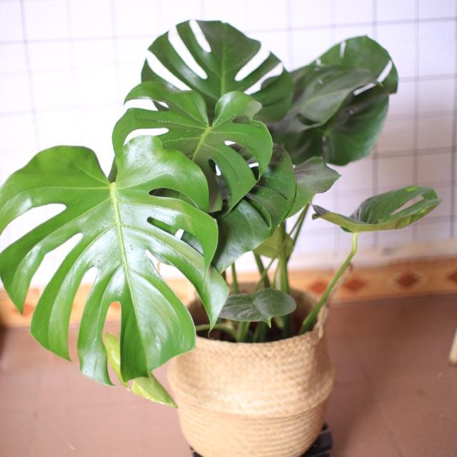 Monstera Deliciosa kèm giỏ cói