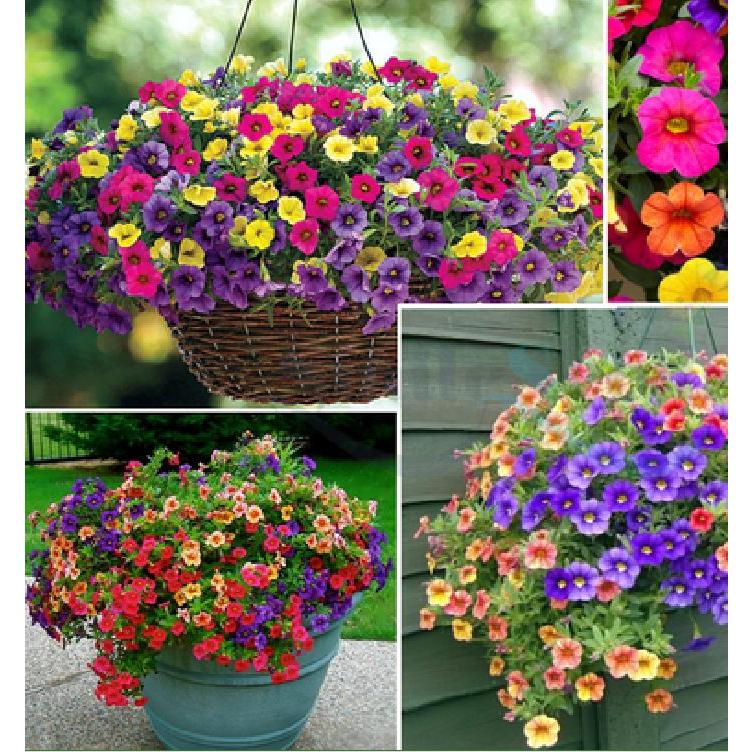 Combo 2 gói Hạt giống hoa triệu chuông mix màu -gói 50 hạt-tặng kèm gói phân bón lót