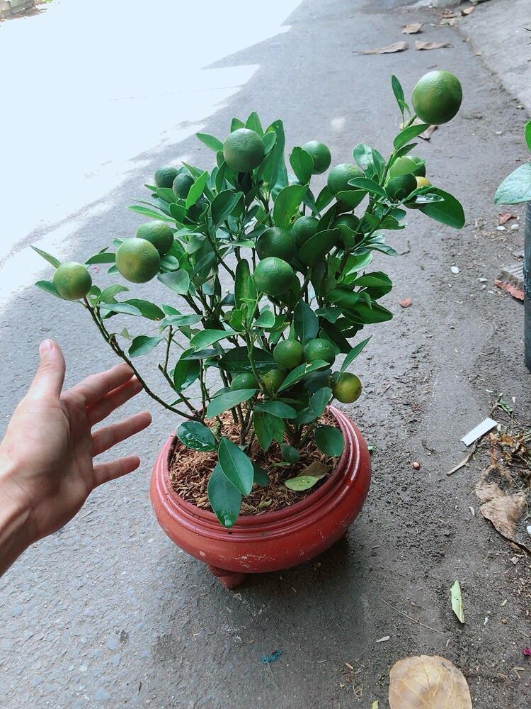 Chậu Cây Tắc