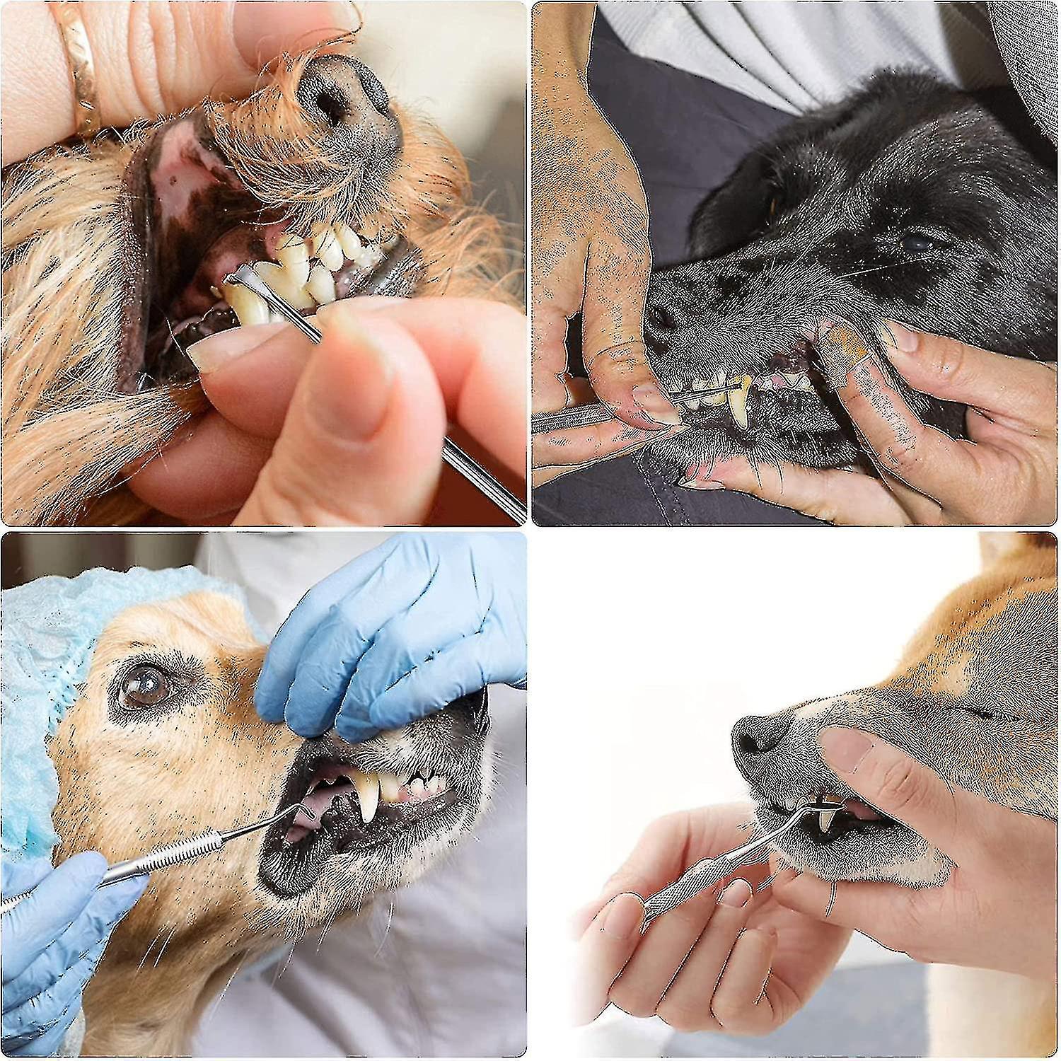 Bộ làm sạch răng cho chó, bộ chăm sóc răng bằng thép không gỉ, dụng cụ làm sạch răng thú cưng