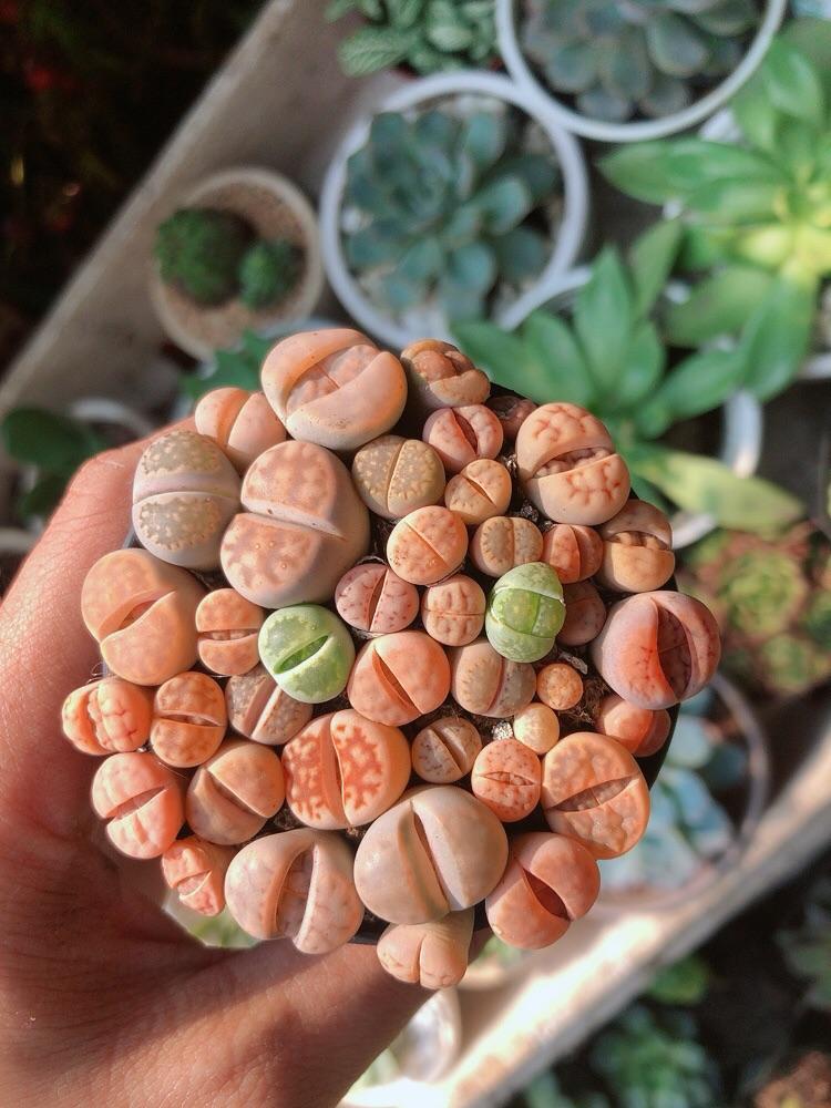 Cây Thạch Lan -Hoa Sỏi-Thạch Lan