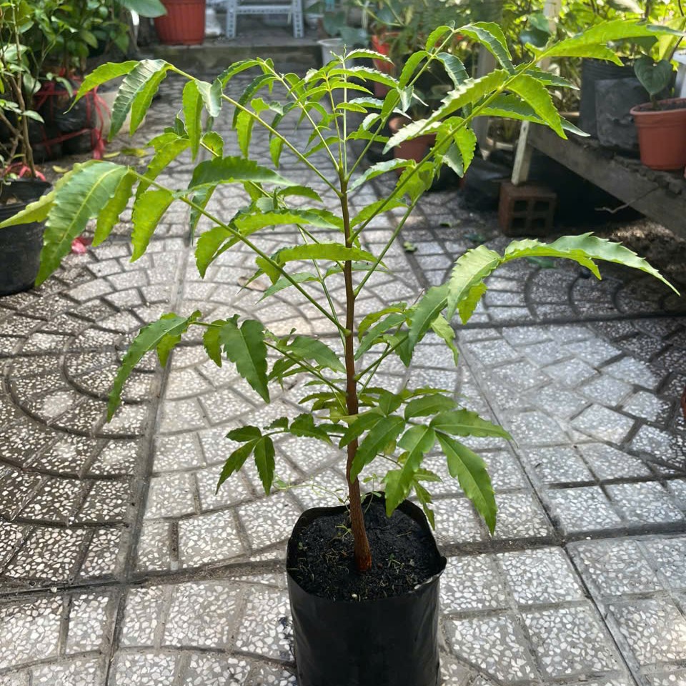 Cây sầu đâu (combo 3 cây) cao khoảng 40cm